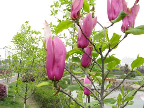 ����С�µ��Ĳ�